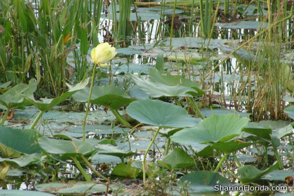Lilly Pads in Alligator Alley